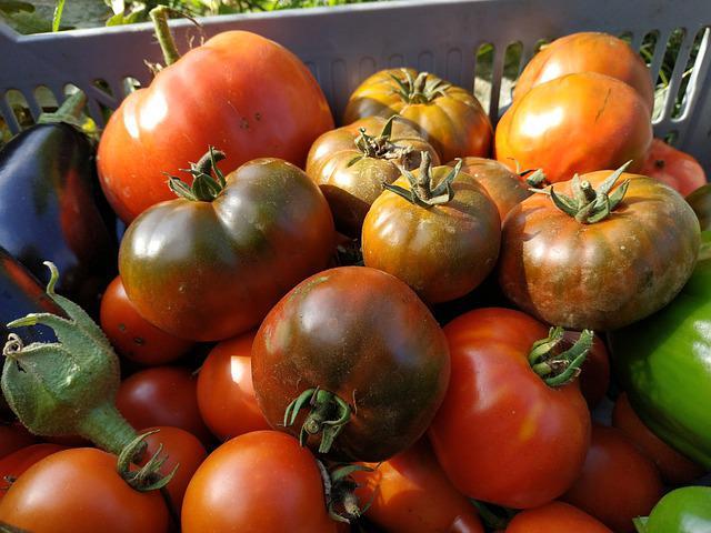 Tomates bio et locales distribuées à l'association Bio Seulles.